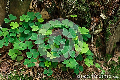 A lot of little clover in the forest Stock Photo