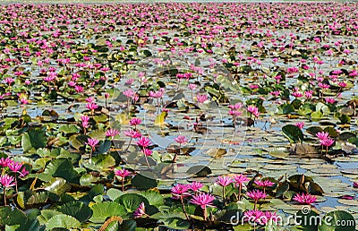 Lot of Lotus Field in the lek Ayutthya .Thailand Stock Photo