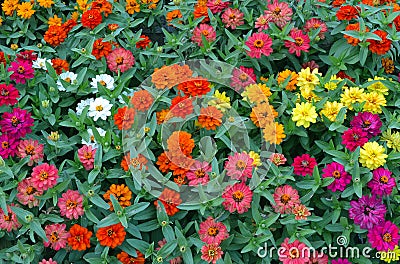 A lot of multicolored blossoming zinnias Stock Photo