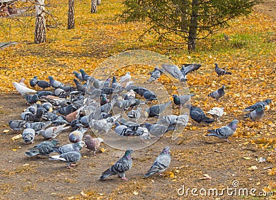 A lot of pigeons around scattered feed. Blurred focus Stock Photo