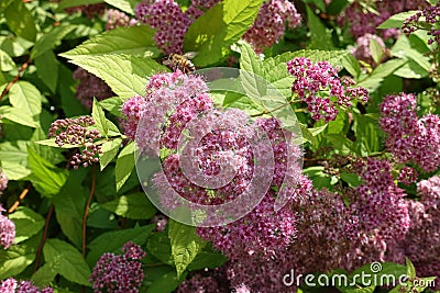 A lot of pink flowers of Japanese meadowsweet Stock Photo