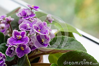 A lot of pink and lilac colored blossoming african violet flowers saintpaulia in pot on windowsill, macro Stock Photo