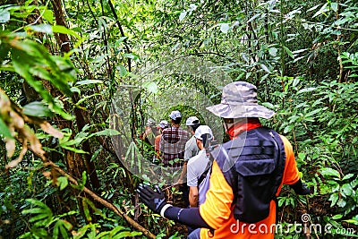 A lot of people trekking in the green rain tropical jungle Editorial Stock Photo