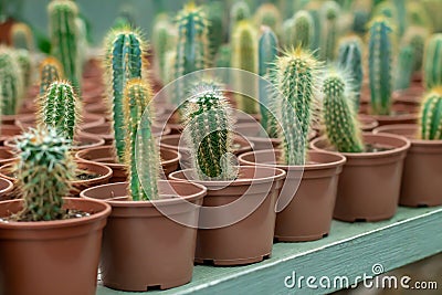A lot of potted small cactus plants sale on store counter Stock Photo