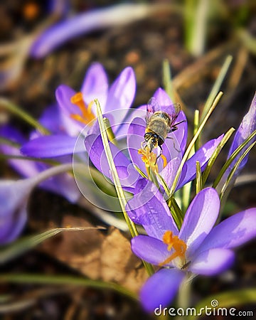 lot of purple crocus flowers in spring - Crocoideae Stock Photo