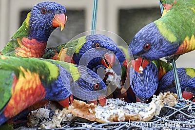 Lot of rainbow lorikeet birds eating bread with a blurred background Stock Photo