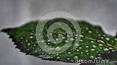 Raindrops Closeup on Rose Leaves with blur background Stock Photo