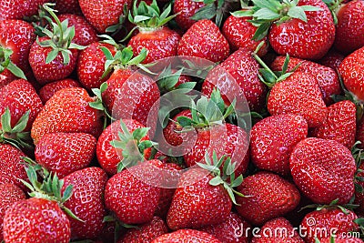 Lot of ripe delicious strawberries Stock Photo