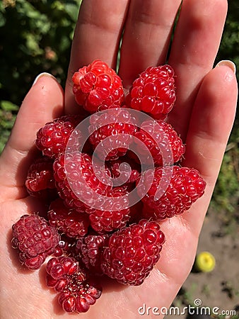 A lot of ripe juicy red raspberry berries clouse up in the palm Stock Photo