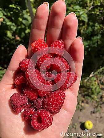 A lot of ripe juicy red raspberry berries clouse up in the palm Stock Photo