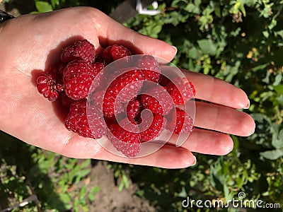 A lot of ripe juicy red raspberry berries clouse up in the palm Stock Photo