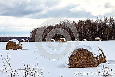 A lot of round hay in the winter forest, lying under the snow, a rural landscape Agriculture Stock Photo