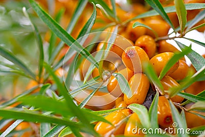 Lot of sea buckthorn orange ripe raw berries on twigs with green thin leaves on bush Stock Photo