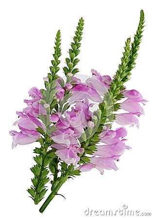 A lot of small pink flowers bloom on a branch of a decorative w Stock Photo