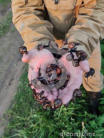 A lot of snails crawling on the hands of a man. Pest collection in the garden Stock Photo