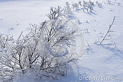 A lot of snow and frost on the branches of a bush in the garden, cold winter weather Stock Photo