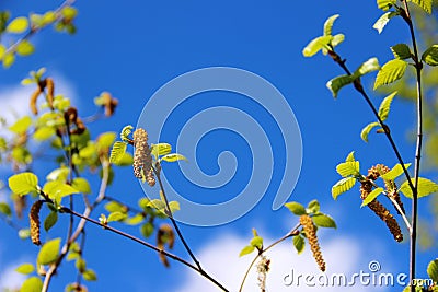 A lot of spring green leaves and flowering birch earrings against a blue sky with white clouds. birch allergy Stock Photo