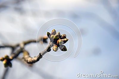 Lot of swollen cherry buds at end of the branch. Early spring. Beginning of juice movement. Preparing buds for budding. Stock Photo