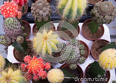 A lot of various cactuses Stock Photo