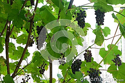 Lot of vines with ripe appetizing bunches of red grapes hangs in the garden Stock Photo