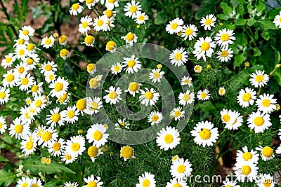 A lot of white field chamomile, Russian birch, sunny summer day Stock Photo