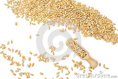 Dinkel wheat grain isolated on white Stock Photo