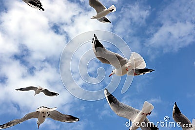 Lot of wild seagulls chaotic flying in the blue sea sky with white clouds closeup view Stock Photo