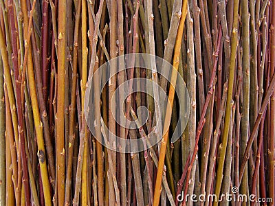 A lot of willow twigs - raw material for basket weaving Stock Photo