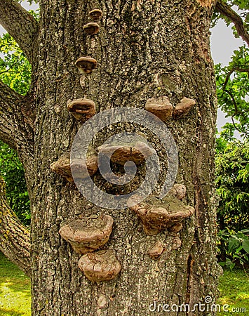 Wood fungus, mushroom parasite on oak tree trunk Stock Photo