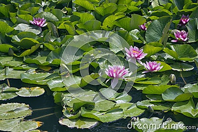 Lotos flowers on water Stock Photo