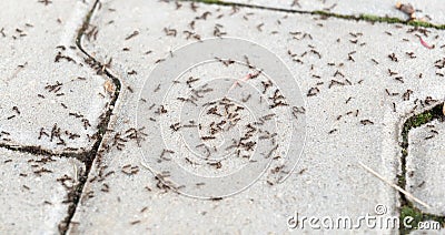 Lots of ants on the ground, hundreds of ants on the concrete sidewalk, ant infestation problem simple abstract concept. Nobody Stock Photo