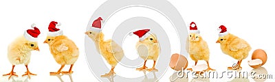 Lots of baby chicken at christmas time Stock Photo