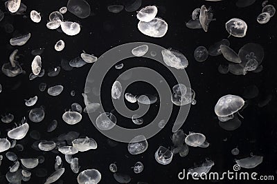 Lots of Beautiful Jellyfish Swimming Freely Stock Photo