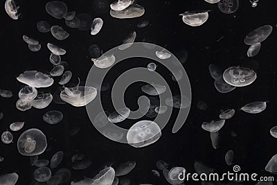 Lots of Beautiful Jellyfish Swimming Freely Stock Photo