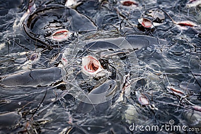 Lots of black catfish in the pond. The catfish opens its mouth to eat. Healthy fish have bright red gills Stock Photo