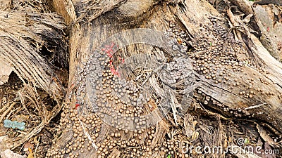 Lots of Bubble shaped Lycogala epidendrumon trunk of tree Stock Photo