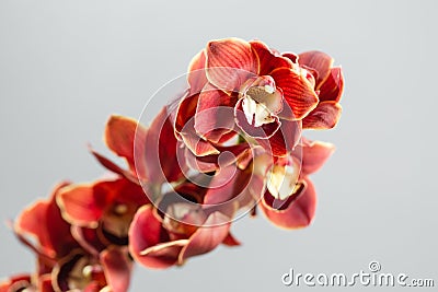 Lots of buds Orange brown orchid flower or Phalaenopsis orchid. Light gray background Stock Photo