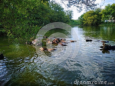 Lots of buffalo swim in pond Stock Photo