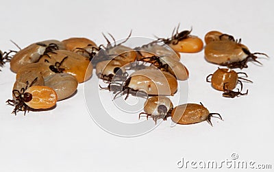 Castor bean ticks Stock Photo