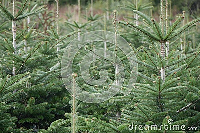 Lots of Christmas tree growing close together farmed green spruce Abies Fraseri Fraser Fir plant Stock Photo