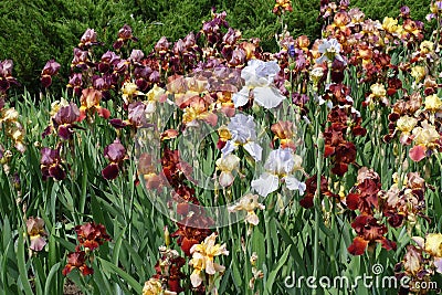 Lots of colorful flowers of bearded irises Stock Photo