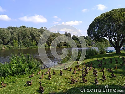 A lots of ducks walking at park Stock Photo