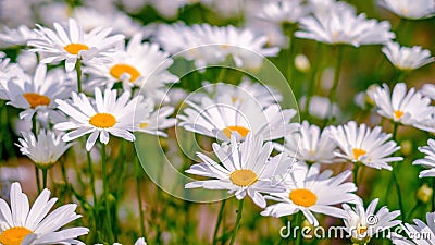 Lots of daisies. Floral background. White, yellow and green Stock Photo