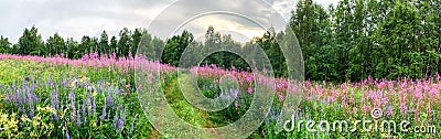 Panorama of the road among tall grass and flower fields under stormy skies. Ivan tea. Deciduous trees. spring. Karelia Stock Photo