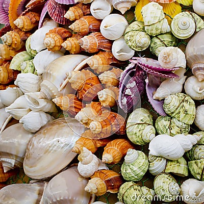 Lots of different seashells Stock Photo