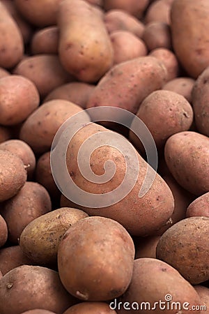 Lots of dug dirty potatoes, background. Harvesting potatoes, healthy vegetables. Agriculture Stock Photo