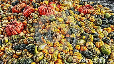 Lots of Fall gourds Stock Photo