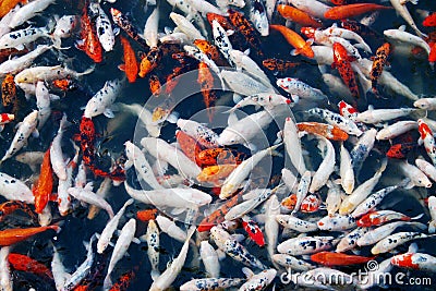 Lots of Fish Stock Photo