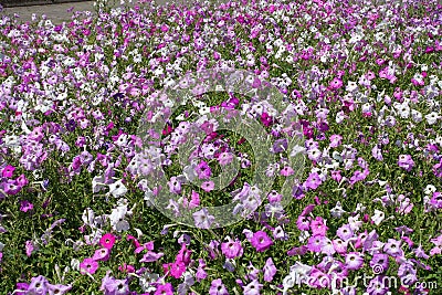 Lots of flowering colorful petunias Stock Photo