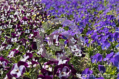 Lots of Flowers pansies bright magenta and violet in garden spring Stock Photo